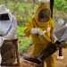 Mais de mil propriedades rurais produzem abelhas em Rondônia, aponta levantamento realizado pela Idaron