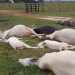 Temporal assustador provoca a morte de mais de 20 animais; rebanho foi eletrocutado; veja o vídeo