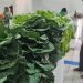 Prefeitura de Jaru abre Chamada Pública para aquisição de produtos da Agricultura Familiar destinados a merenda escolar