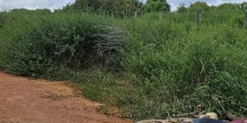 Homem é encontrado morto em uma fazenda de Machadinho com cartaz: “Assim morrem os traidores e X-9”