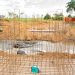 Prefeitura de Jaru avança na construção da ponte de concreto e aço sobre o Rio Passaqual, na Linha 608