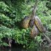 Sucuri gigante é flagrada por pescador em cima de árvore em rio de Porto Velho