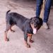 JARU – Cadela rottweiler é encontrada por funcionários da Nicomar, que estão à procura do proprietário