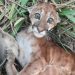 Filhote de onça puma é resgatado por pescador em RO