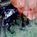 Vaca dá à luz quatro bezerros de uma só vez e assusta produtor de RO: ‘nunca vi um negócio desse’