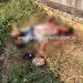 Homem é morto a pedradas no distrito de Colina Verde, em Governador Jorge Teixeira