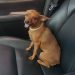 JARU – Cachorrinha Pinscher está desaparecida e sua tutora está à procura