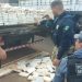Casal de Rondônia é preso com 200 Kg de drogas no Mato Grosso