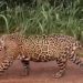 Viraliza nas redes sociais vídeo gravado por agricultor mostrando onça caminhando em estrada na área rural de Rondônia