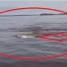 Amigos registram imagens de animal misterioso no rio Madeira, em RO