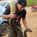 Sucuri gigante assusta moradores em Porto Velho; veja os vídeos