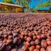 Rondônia trabalha para novo recorde de produção de café em 2024