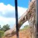 Duas cobras sucuri de dez metros foram avistadas em Rondônia; veja vídeos