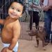 Cão da raça pit bull ataca e mata menino de apenas 1 ano e 4 meses