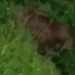 JARU – Capivara é flagrada por morador andando no meio da cidade; veja o vídeo