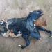 Bezerra nasce com duas cabeças em propriedade rural de Rondônia