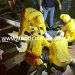 Adolescente de 15 anos é assassinado a facadas nas imediações da ponte do rio Jaru