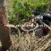 JARU – Motociclista colide em árvore às margens da RO-464 e é socorrido gravemente ferido