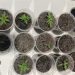 Polícia apreende cultivo de maconha dentro de apartamento