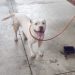 JARU – Cachorra pit bull é encontrada e deixada no Quartel do Corpo de Bombeiros
