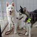 JARU – Cachorras da raça husky siberiano estão desaparecidas e sua tutora está à procura