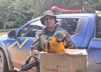 Arara-canindé ferida é resgatada pela Polícia Ambiental em RO