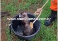 JARU – Bombeiros resgatam gato que caiu em poço de residência no Setor 07; veja o vídeo do resgate