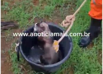 JARU – Bombeiros resgatam gato que caiu em poço de residência no Setor 07; veja o vídeo do resgate