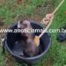 JARU – Bombeiros resgatam gato que caiu em poço de residência no Setor 07; veja o vídeo do resgate