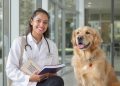 Mercado veterinário em expansão abre novas possibilidades de carreira