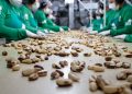 Levantamento com dados oficiais do Governo Federal coloca Jaru em destaque nacional na exportação de Castanha-do-Brasil industrializada