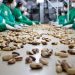Levantamento com dados oficiais do Governo Federal coloca Jaru em destaque nacional na exportação de Castanha-do-Brasil industrializada
